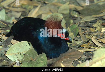 Crested Holz Rebhuhn (Rollulus Roulroul), sitzen, Malaysia Stockfoto