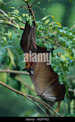 Kalong, fliegende Hund, große Flughund (Pteropus Vampyrus), ein Tier hängt von der Branche, wahrscheinlich die größte Fledermausarten, Indo Stockfoto