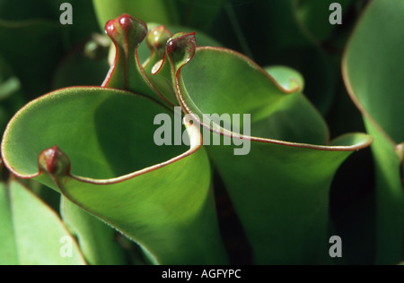 Sonne-Krug (Heliamphora Nutans), fallen Stockfoto