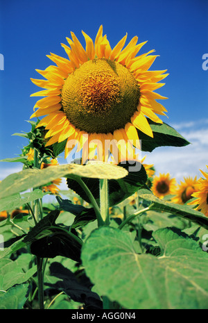 Sonnenblumen im Feld, Schweden Stockfoto