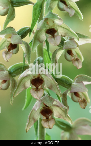 breitblättrigen Helleborine, östlichen Helleborine (Epipactis Helleborine), Blütenstand, detail, Deutschland, Nordrhein-Westfalen Stockfoto