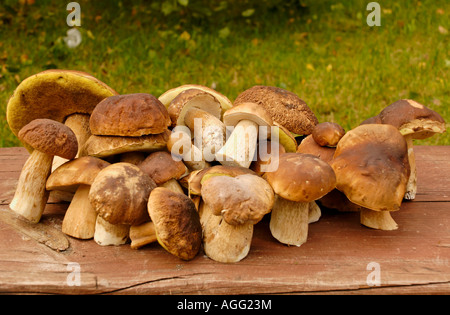 Boletus Edulis. Frisch gesammelten Pilze auf dem Tisch angeordnet. Polen, Bory Borów Nationalpark im Herbst. Stockfoto