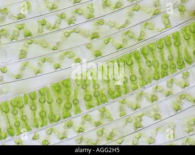 Spirogyra spec (Spirogyra spec.), in glänzend durch Licht Stockfoto