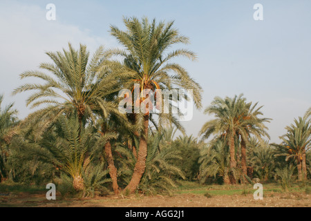 Dattelpalme (Phoenix Dactylifera), in einem Wäldchen mit einem Bewässerungssystem in der ägyptischen Oase, Ägypten, Weiße Wüste NP, Sahara el B Stockfoto
