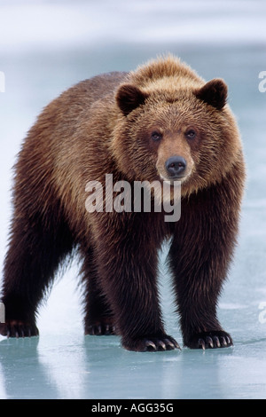 Heranwachsenden Braunbär stehend auf zugefrorenen Teich Winter SC Alaska Wildlife Conservation Center gefangen Stockfoto