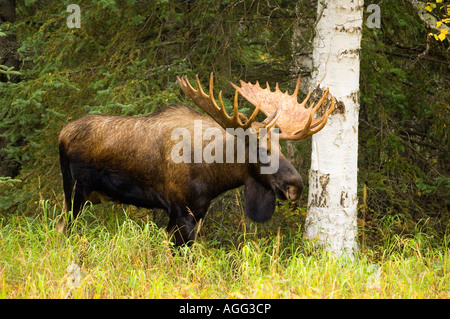 Bull Moose zu Fuß durch Wald Chugach State Park Anchorage Alaska Herbst Stockfoto