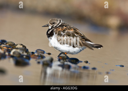 Steinwälzer Arenaria Interpres stehende Suche Warnung Stockfoto