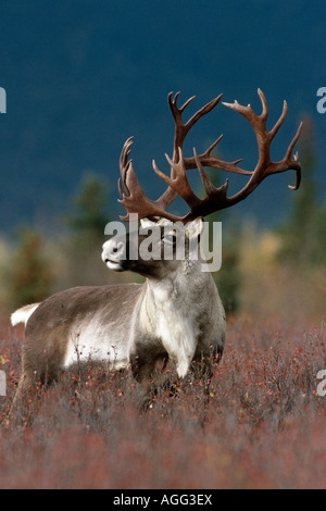 Porträt von Bull Caribou Denali NP AK im Herbst Stockfoto