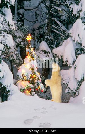 Polar Bear Cub stehen auf Hinterbeinen suchen Sterne am Weihnachtsbaum im Wald Alaska Winter Composite Stockfoto