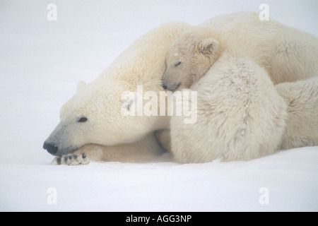 Mutter Polar Bear Cub Huddle im Schnee Sturm Churchill Kanada Winter Stockfoto