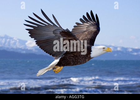 Weißkopf-Seeadler in mid-Air-Flug über Homer Spit Kenai-Halbinsel Alaska Winter Kachemak Bay Stockfoto