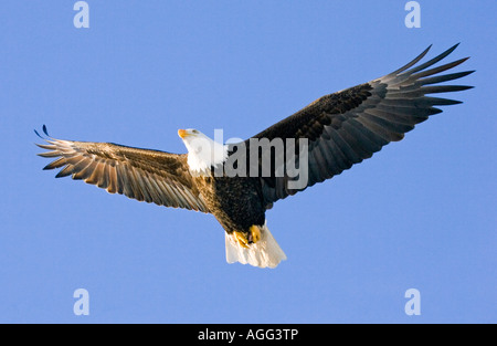 Weißkopf-Seeadler in mid-Air-Flug über Homer Spit Kenai-Halbinsel Alaska Winter Stockfoto