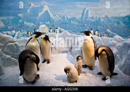 Kaiserpinguine Stockfoto