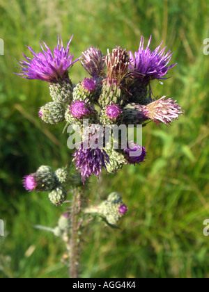 Marsh Distel (Cirsium Palustre), blühen Stockfoto