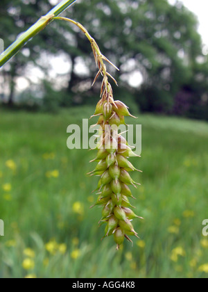 Blase-Segge, aufgeblasenen Segge (Carex Vesicaria), Blütenstand, Deutschland, Nordrhein-Westfalen Stockfoto