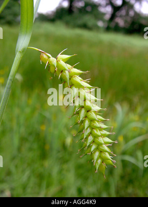 Blase-Segge, aufgeblasenen Segge (Carex Vesicaria), Blütenstand, Deutschland, Nordrhein-Westfalen Stockfoto