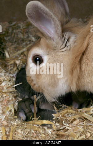 Hauskaninchen (Oryctolagus Cuniculus F. Domestica), Jungtiere 5 Tage alt, Deutschland Stockfoto