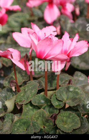 Floristen Alpenveilchen (Cyclamen Persicum-Hybride), mit rosa Blüten Stockfoto