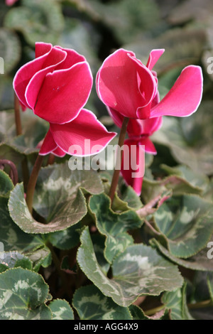 Floristen Alpenveilchen (Cyclamen Persicum-Hybride), mit rosa Blüten Stockfoto