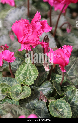 Floristen Alpenveilchen (Cyclamen Persicum-Hybride), mit rosa Blüten Stockfoto