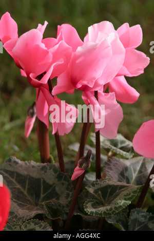 Floristen Alpenveilchen (Cyclamen Persicum-Hybride), mit rosa Blüten Stockfoto