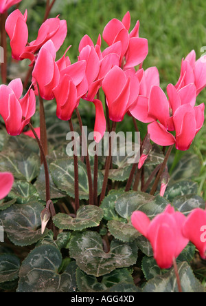 Floristen Alpenveilchen (Cyclamen Persicum-Hybride), mit rosa Blüten Stockfoto