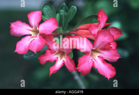 Desert rose (Adenium Obesum), Blumen Stockfoto