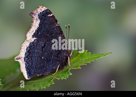 Camberwell Schönheit Nymphalis Antiopa in Ruhe Stockfoto