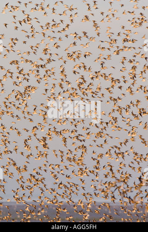 Knoten Sie Calidris Canutus Herde im Flug Snettisham Norfolk Stockfoto