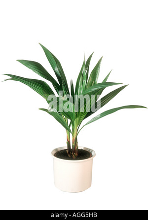 California Fan Palm (Washingtonia Filifera), Pflanzen in einem Topf Stockfoto