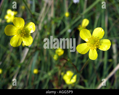 Kriechende Hahnenfuß, weniger Spearwort (Ranunculus Flammula), Blumen in einem Sumpfgebiet Stockfoto