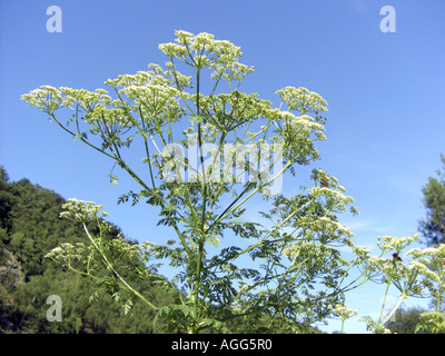 Poison Schierling (Conium Maculatum), blühen, Deutschland, Nordrhein-Westfalen Stockfoto