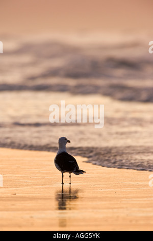 Mehr schwarz-unterstützte Möve Larus Marinus am Strand bei Sonnenuntergang Tithcwell norfolk Stockfoto