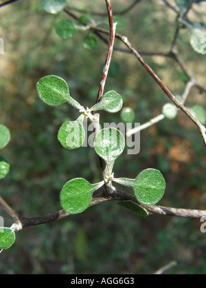 Maschendraht Bush (Corokia Zwergmispel), Zweig mit Blättern Stockfoto