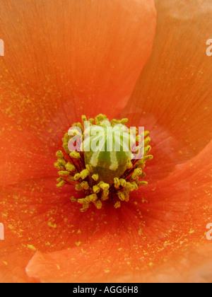 Long-headed Mohn, Feld Mohn (Papaver Dubium), Blüte, detail Stockfoto