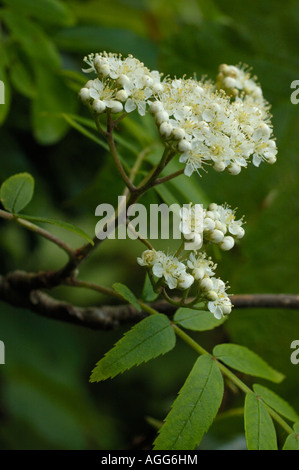 Rowan, Sorbus aucuparia Stockfoto