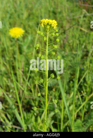 gemeinsamen Ball-Senf (Neslia Paniculata), Blütenstand Stockfoto