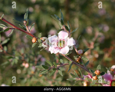 Blume Rose geblüht Teebaum (Leptospermum Scoparium), Stockfoto