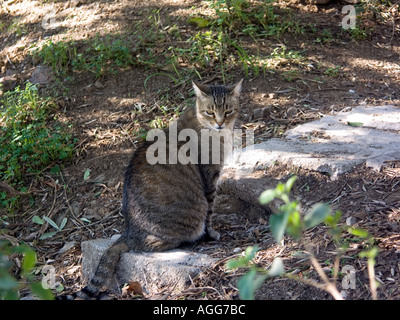 Kater Tom im Schatten sitzend Stockfoto