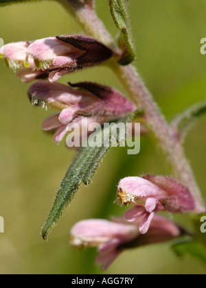 Rote Bartsia, Odontites vernus Stockfoto