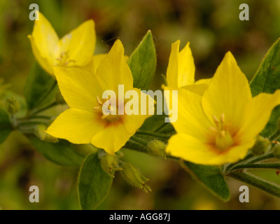 Punktierten Gilbweiderich, Lysimachia Trommler Stockfoto