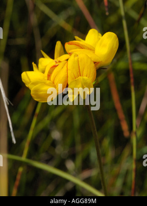 Mehr Vogel Fuß Kleeblatt, Lotus pedunculatus Stockfoto