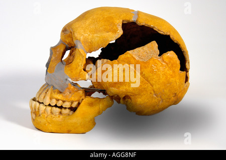 Schädel eines prähistorischen Primaten (Homo Neanderthaleusis), Neandertaler Stockfoto