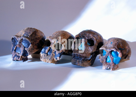 Doppelzweier von prähistorischen Primaten (von links: Homo Habilis, Homo Rudolfensis, Homo Erectus und Homo Ergaster) Stockfoto