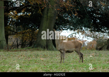 Rothirsch im Windsor Great Park Stockfoto