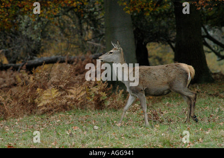 Rothirsch im Windsor Great Park Stockfoto