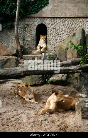 Löwin im Artis Zoo in Amsterdam Holland Stockfoto