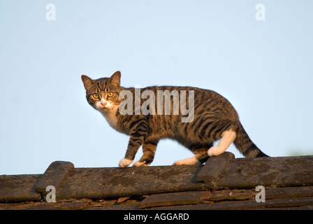 Katze auf Dach Stockfoto