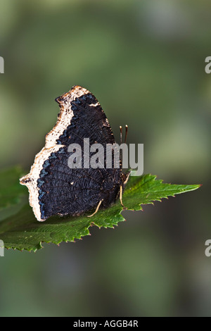 Camberwell Schönheit Nymphalis Antiopa in Ruhe Stockfoto