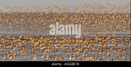 Knoten Sie Calidris Canutus Herde im Flug Snettisham Norfolk Stockfoto